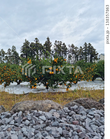 This is a view of a tangerine field in Jeju Island. This is a view of a tangerine field in Jeju Island. 138357863
