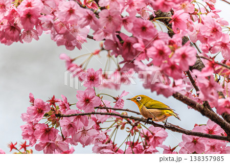 花咲く季節の訪れを告げるメジロと桜 花咲く季節の訪れを告げるメジロと桜 138357985