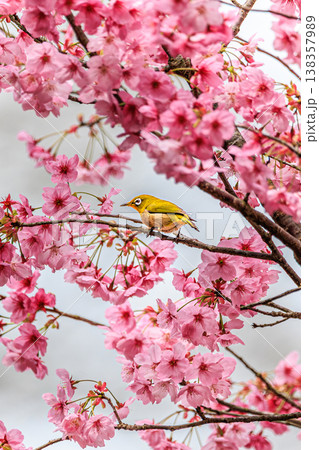 春の光に包まれた桜とメジロ、やわらかな自然美 春の光に包まれた桜とメジロ、やわらかな自然美 138357989