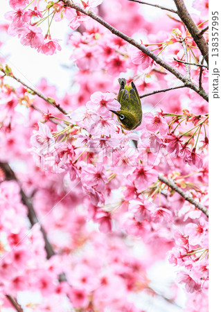 桜の中でさえずるメジロ、優しい春のワンシーン 桜の中でさえずるメジロ、優しい春のワンシーン 138357995