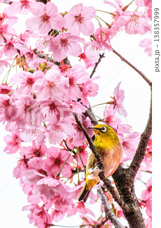 桜に集うメジロ、華やかな春の野鳥風景 138357999