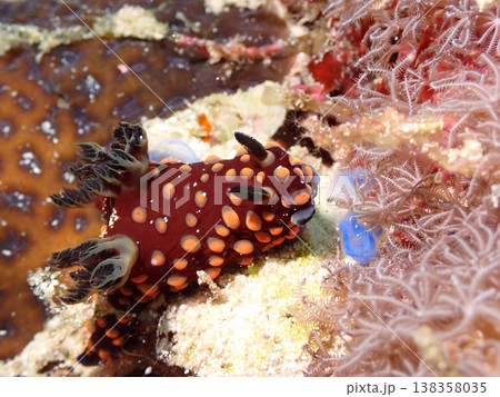 岩を歩くベニゴマリュウグウウミウシ 岩を歩くベニゴマリュウグウウミウシ 138358035