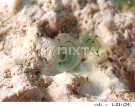 ワライボヤのペア 138358040