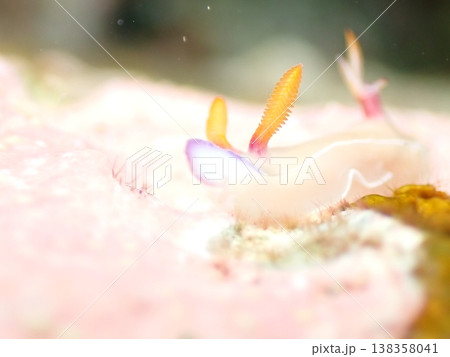 綺麗なゾウゲイロウミウシ 綺麗なゾウゲイロウミウシ 138358041