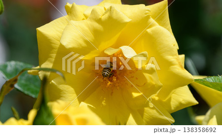 黄色いバラの花の中で蜜を集めるミツバチ 138358692