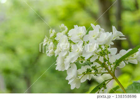 新緑の森を背景に咲く白いカシワバアジサイ 138358696