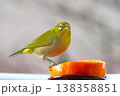 メジロ 138358851