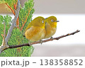 メジロ 138358852