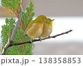 メジロ 138358853