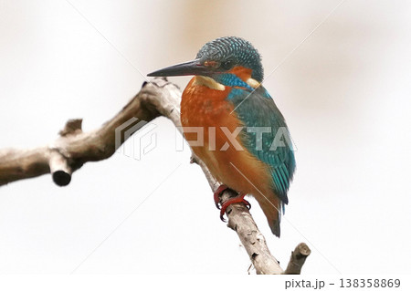 カワセミ カワセミ 138358869