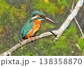 カワセミ 138358870