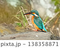 カワセミ 138358871