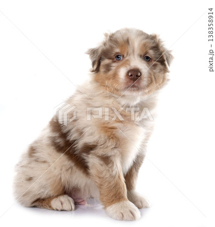 puppy australian shepherd puppy australian shepherd 138358914