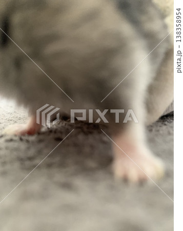 ハムスターのあんよ 138358954