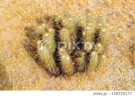 Hedge Hog cactus Hedge Hog cactus 138359177