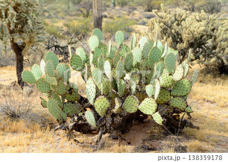 Prickly Pear Cactus Sonora Desert Arizona 138359178