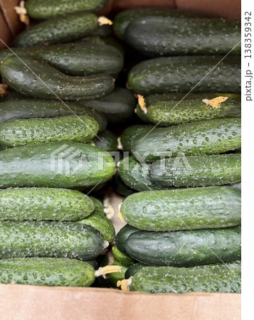 A lot of green cucumbers in a market counter for sale on sale in vegetable stand display at supermarket show organic food, vegetarian food, healthy food. Close-up. A lot of green cucumbers in a market counter for sale on sale in vegetable stand display at supermarket show organic food, vegetarian food, healthy food. Close-up. 138359342