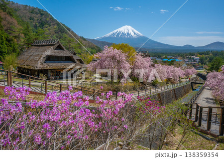 西湖いやしの里　桜　 138359354