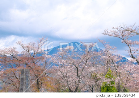 花曇りの弘法山公園　桜と大山 138359434