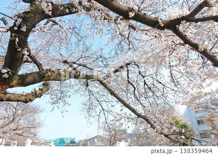調布、野川に咲く桜 調布、野川に咲く桜 138359464