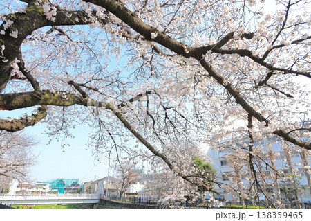 調布、野川に咲く桜 調布、野川に咲く桜 138359465