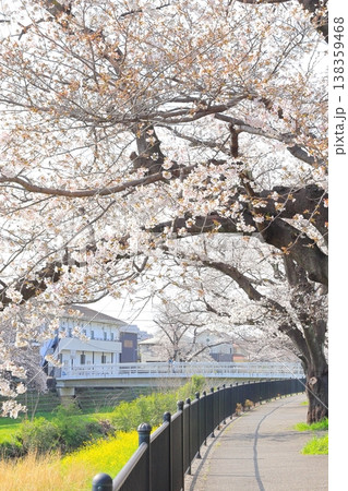 調布、野川に咲く桜 138359468