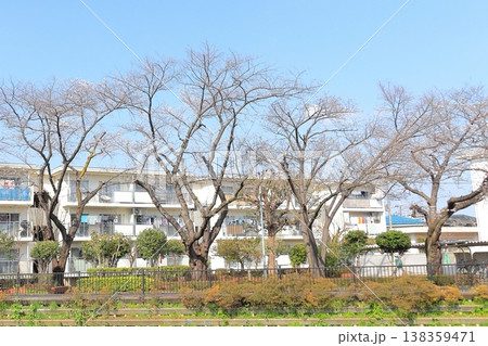 調布、野川に咲く桜 調布、野川に咲く桜 138359471