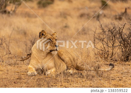 Portrait of a Lioness Laying Down in Kruger National Park in South Africa 138359522