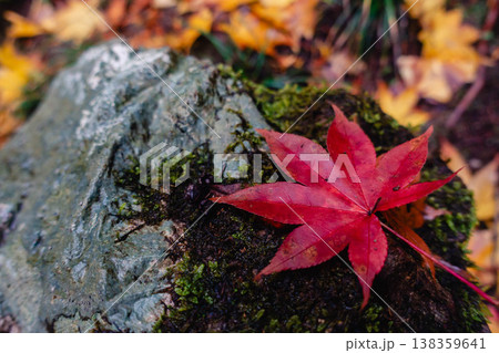 苔むした岩に落ちた紅葉のもみじのクローズアップ 138359641