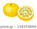 ユズのイラスト-丸ごと 半切り 138359660