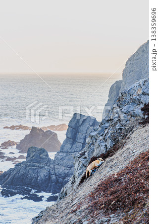 断崖の草地に佇むキタキツネと夕景 138359696