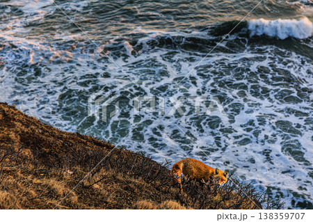 北の大地・襟裳岬の自然とキタキツネ 138359707