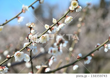 枝いっぱいに咲く梅の花(新潟県新潟市江南区) 枝いっぱいに咲く梅の花(新潟県新潟市江南区) 138359743