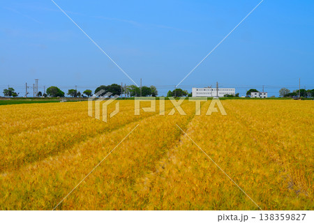 麦畑のある風景 138359827