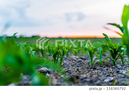 Small corn seedlings are emerging from the rich soil of a rural field, symbolizing growth, regeneration, and the agricultural cycle under a warm, sky at dusk Small corn seedlings are emerging from the rich soil of a rural field, symbolizing growth, regeneration, and the agricultural cycle under a warm, sky at dusk 138360792