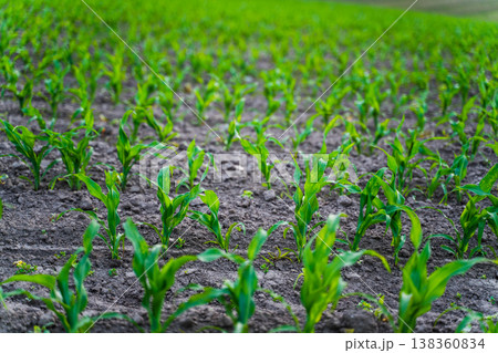 Young corn plants growing in a fertile field, green maize seedlings sprouting from dark soil, representing agriculture, harvest, and sustainable farming Young corn plants growing in a fertile field, green maize seedlings sprouting from dark soil, representing agriculture, harvest, and sustainable farming 138360834