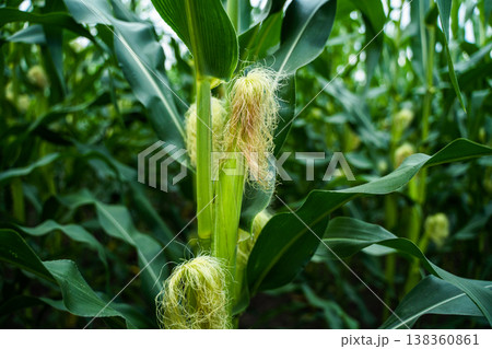 Corn ears with silking hairs maturing on green stalks, representing stages of crop development, organic agriculture, and the freshness of farm produce Corn ears with silking hairs maturing on green stalks, representing stages of crop development, organic agriculture, and the freshness of farm produce 138360861