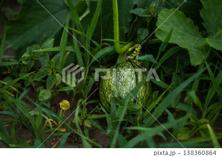 Young green pumpkin growing on a vine in a vibrant garden, showing organic agriculture, healthy food, and nature's bounty, surrounded by lush leaves and fresh plants on a farm 138360864