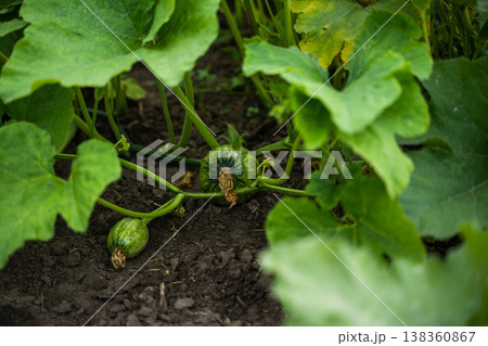 Young pumpkins growing on vines in organic garden, healthy green leaves covering fertile soil, demonstrating agriculture and growth in summer season Young pumpkins growing on vines in organic garden, healthy green leaves covering fertile soil, demonstrating agriculture and growth in summer season 138360867