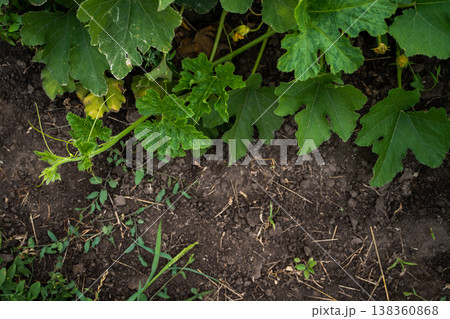Lush green pumpkin plant leaves and vine growing in fertile soil creating natural organic texture and inviting copyspace for agricultural and gardening themes 138360868