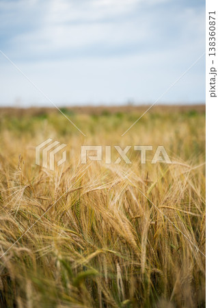 Golden wheat ears swaying in a large field, ready for harvest, symbolizing agricultural abundance, sustainable farming practices, food security, and natural beauty Golden wheat ears swaying in a large field, ready for harvest, symbolizing agricultural abundance, sustainable farming practices, food security, and natural beauty 138360871