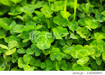 地面に生えるクローバー 138360947