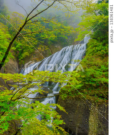 【茨城県】新緑に包まれる幻想的な霧の袋田の滝(観瀑台より) 【茨城県】新緑に包まれる幻想的な霧の袋田の滝(観瀑台より) 138361481