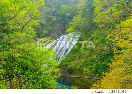 【茨城県】新緑に包まれる幻想的な霧の袋田の滝(観瀑台より) 【茨城県】新緑に包まれる幻想的な霧の袋田の滝(観瀑台より) 138361484