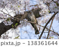 桜の木にとまるヒヨドリ 138361644
