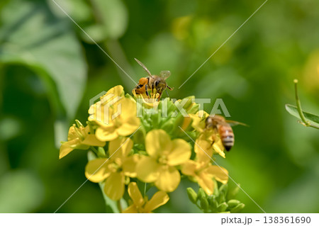 菜の花にミツバチ 138361690