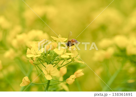 菜の花にミツバチ 菜の花にミツバチ 138361691