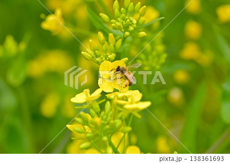 菜の花にミツバチ 菜の花にミツバチ 138361693