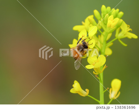 菜の花にミツバチ 138361696