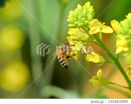 菜の花にミツバチ 138361699